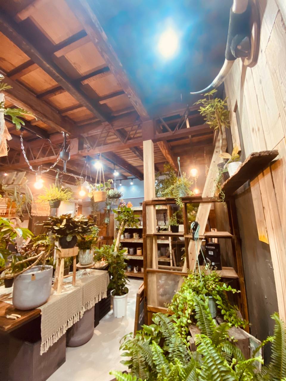 店舗の雰囲気に合う古い建具をオブジェとし、観葉植物の飾り棚としても使用されています。